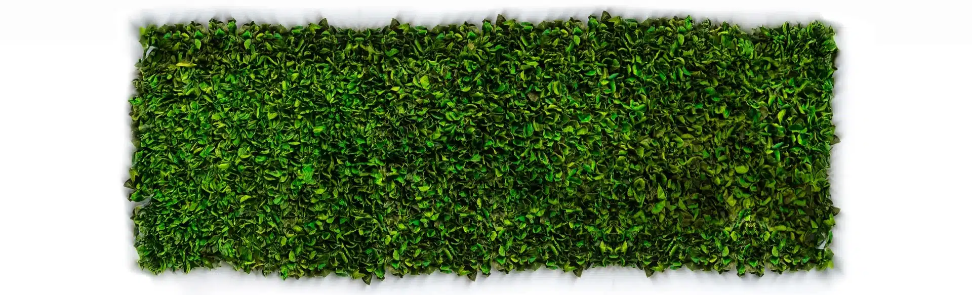 Lush green hedge backdrop for natural decor