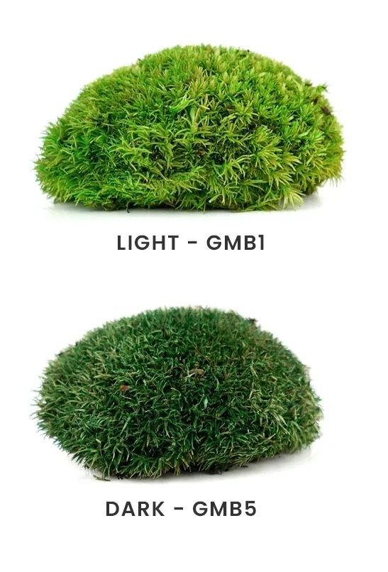 Comparație între soiurile de mușchi verde deschis și verde închis.